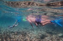 Destin Dolphin Watching and Shelling Tour