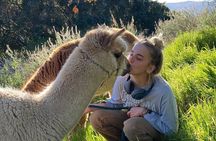 Alpaca Walking Adventure in Scenic Carmel Valley