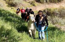 Alpaca Walking Adventure in Scenic Carmel Valley