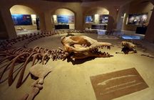 Fayoum 4x4 Safari, Sandboarding, Felucca Ride & Lunch – Private