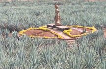 Tequila Xtremo Tour Experience