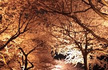 Quiet Highlights Walking Tour in Kanazawa