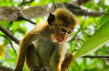 Galle: Koggala River Boat Safari with Monkeys Birds & Nature