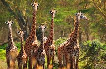 Private Tour to Giraffe Centre Adventure