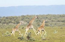 Private Tour to Giraffe Centre Adventure