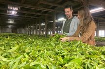 Munnar 2 Day Private Tour Tea Plantation and Kolukkumalai Sunrise