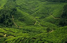 Munnar 2 Day Private Tour Tea Plantation and Kolukkumalai Sunrise