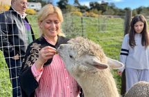 Alpaca Walking Adventure in Scenic Carmel Valley