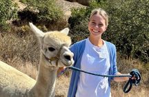 Alpaca Walking Adventure in Scenic Carmel Valley