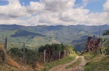 From Seed to Cup a Coffee Plantation Experience