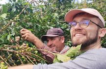 From Seed to Cup a Coffee Plantation Experience
