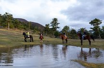 Free Range Horse Riding Tour