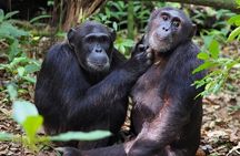 1 Day Chimpanzee Trekking Safari to Kibale National Park