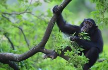1 Day Chimpanzee Trekking Safari to Kibale National Park
