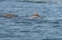 Dolphin Discovery Sunset Cruise