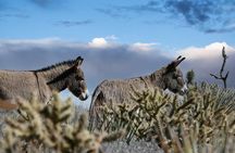 Red Rock Canyon National Conservation Area