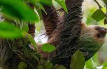 Bijagua Rainforest with Sloths and Floating Birdwatching