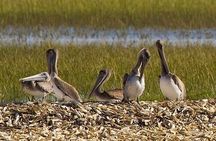 Capers Island Wildlife Exploration