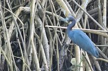 Basking in Nature during a Caroni Bird Sancturary Tour