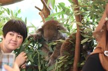 Pinnacles Desert, Koalas and Sandboarding 4WD Day Tour from Perth