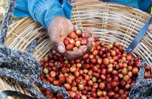 Chamarel 7 Colored Earth Geopark and Coffee Tour Experience