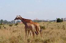 3 Days 2 Nights Masai Mara Joining Safari From Nairobi