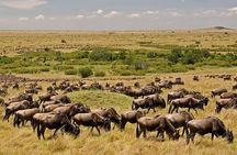 3 Days 2 Nights Masai Mara Joining Safari From Nairobi