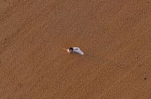 Sharaan Platinum Dinner Safari