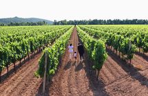 Alghero: guided tour of the winery with wine tasting