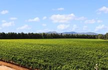 Alghero: guided tour of the winery with wine tasting