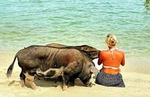 koh samui:Pig Island and Koh Tan Local Longtail Boat with Snorkel