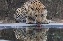 6-Days Golden Triangle Tour with Jhalana Safari and Cooking Class