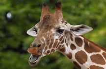  Giraffe Experience and Safari Wine Tour at Grapetown Vineyard 