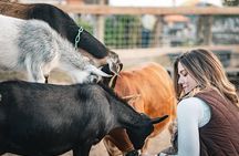  Giraffe Experience and Safari Wine Tour at Grapetown Vineyard 