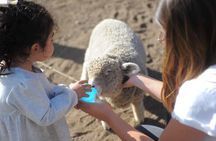 Estancia 25 de Mayo in El Calafate - PM visit with dinner