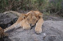 2-Day Tarangire & Ngorongoro Crater Safari