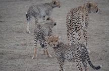2-Day Tarangire & Ngorongoro Crater Safari