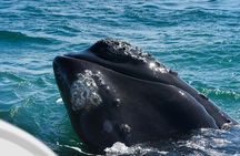 Hermanus Day Tour Whale Watching and Scenic Coastal Drive