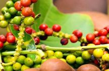 Private Zanzibar Stone Town Walking Tour & Spice Farm