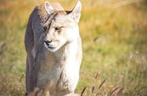 Sighting of Pumas Torres del Paine