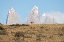 Sighting of Pumas Torres del Paine
