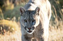 Sighting of Pumas Torres del Paine