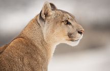 Sighting of Pumas Torres del Paine