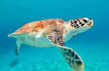 Turtles, Beach and Flamingo in Curacao Private photoshoot Tour