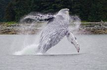 Juneau Whale Watch and Wildlife Quest
