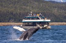 Juneau Whale Watch and Wildlife Quest