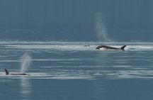 Juneau Whale Watch and Wildlife Quest