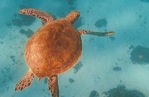 Private Snorkeling excursion on a Polynesian Outrigger