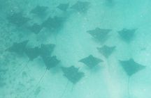 Private Snorkeling excursion on a Polynesian Outrigger