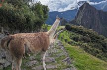 Día Completo Privado Desde Urubamba y Ollantaytambo Machu Picchu